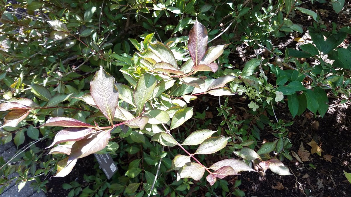 Вейгела цветущая - фото 8