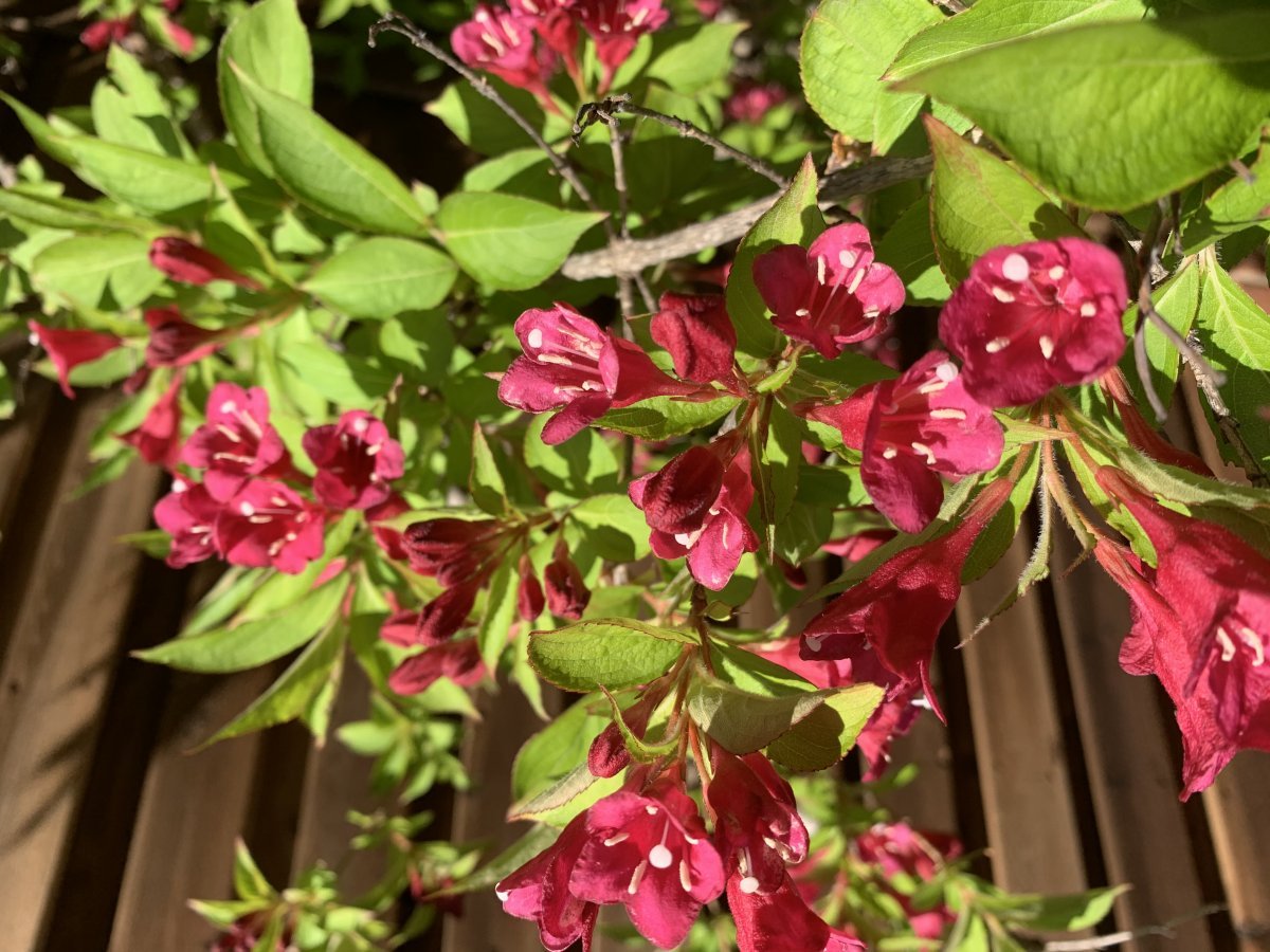 Вейгела цветущая - фото 11