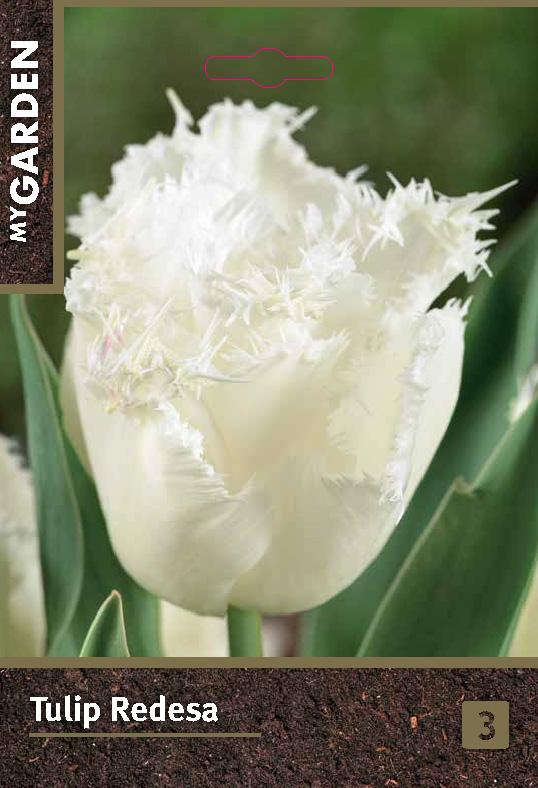 Тюльпан бахромчатый Редеса