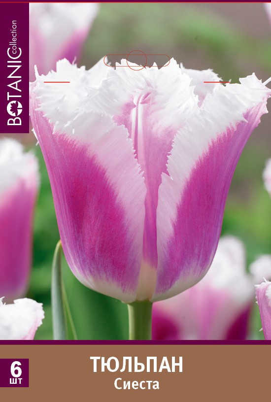 Тюльпан бахромчатый Сиеста