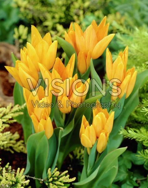 Тюльпан ботанический Пристанс Шоган