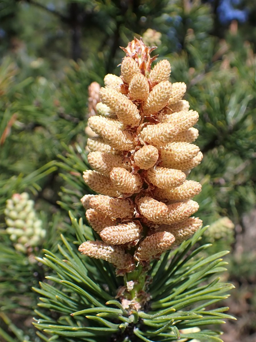 Сосна горная - фото 11