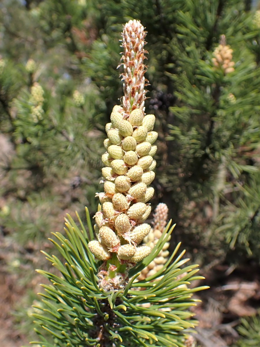 Сосна горная - фото 10