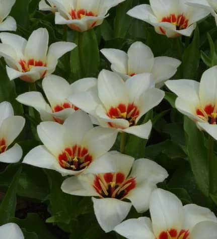 Тюльпан гибрид фостера Джанет