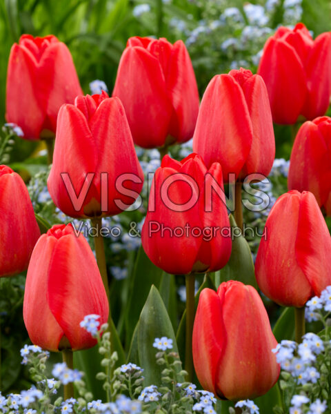 Тюльпан дарвинов гибрид Апельдорн