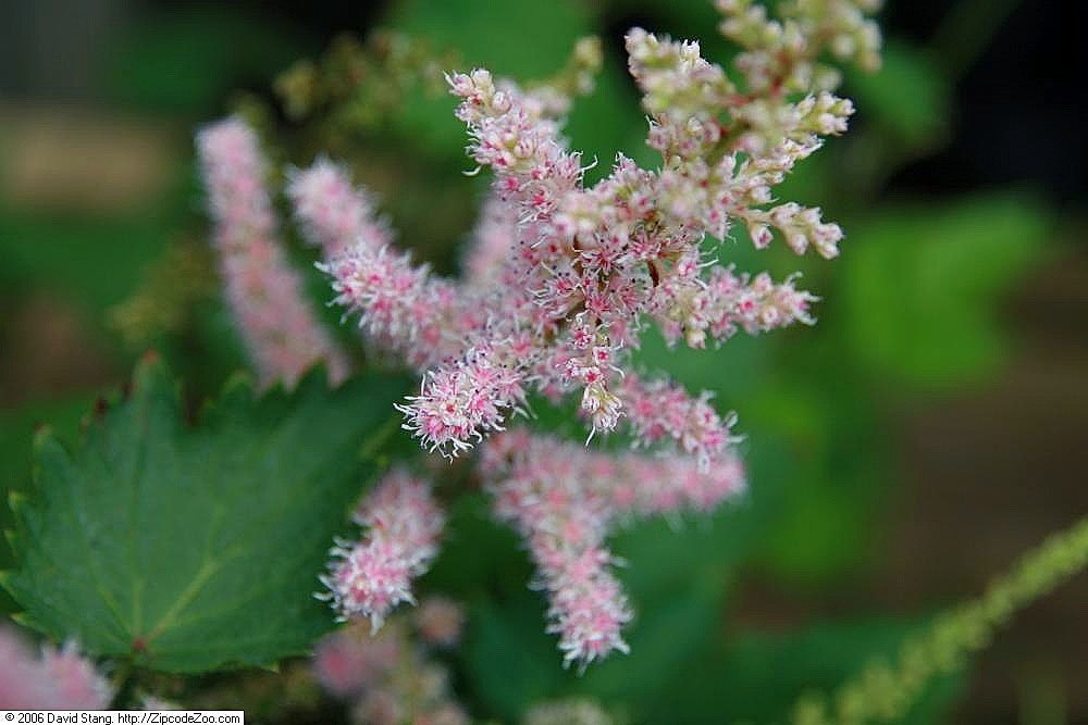 Астильба китайская - фото 3