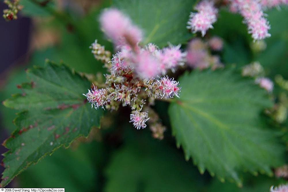 Астильба китайская - фото 4