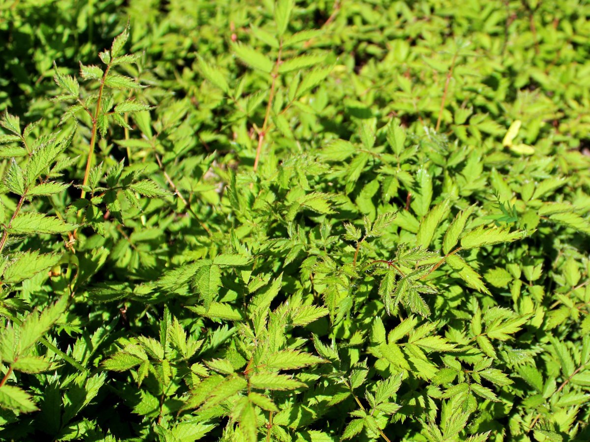 Астильба китайская - фото 11