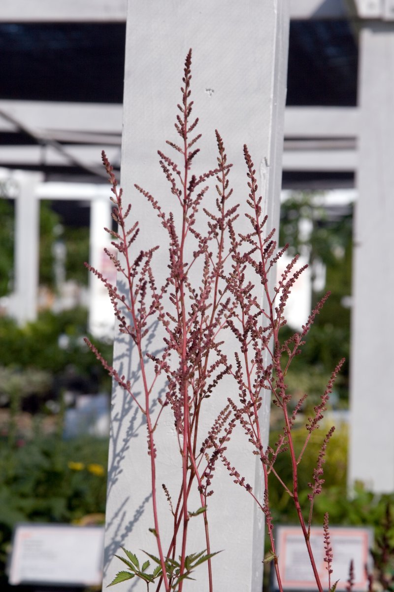 Астильба китайская - фото 7