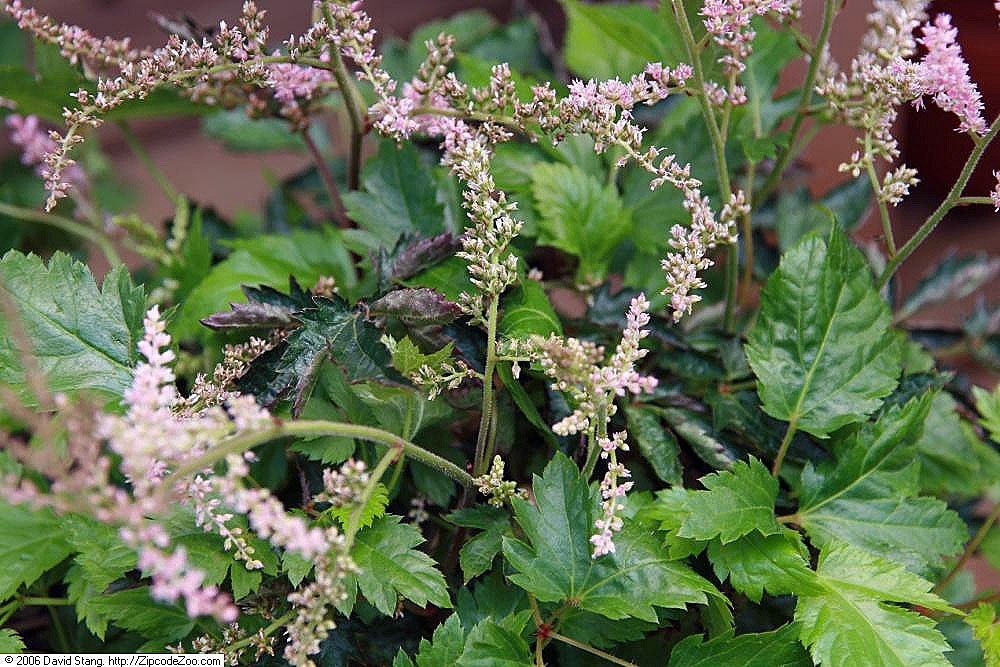 Астильба китайская - фото 5