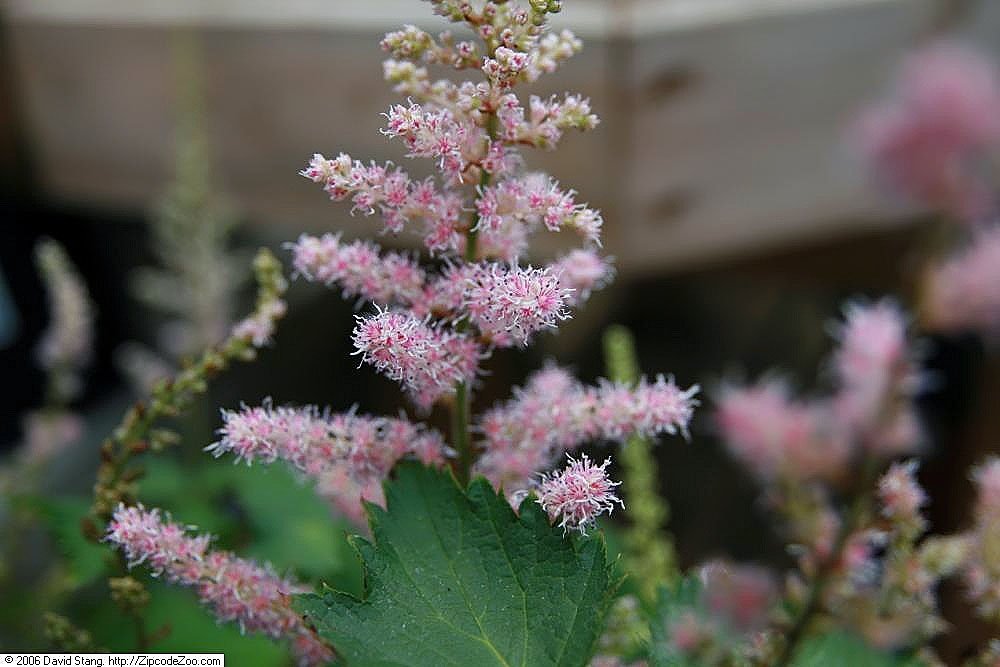 Астильба китайская - фото 2