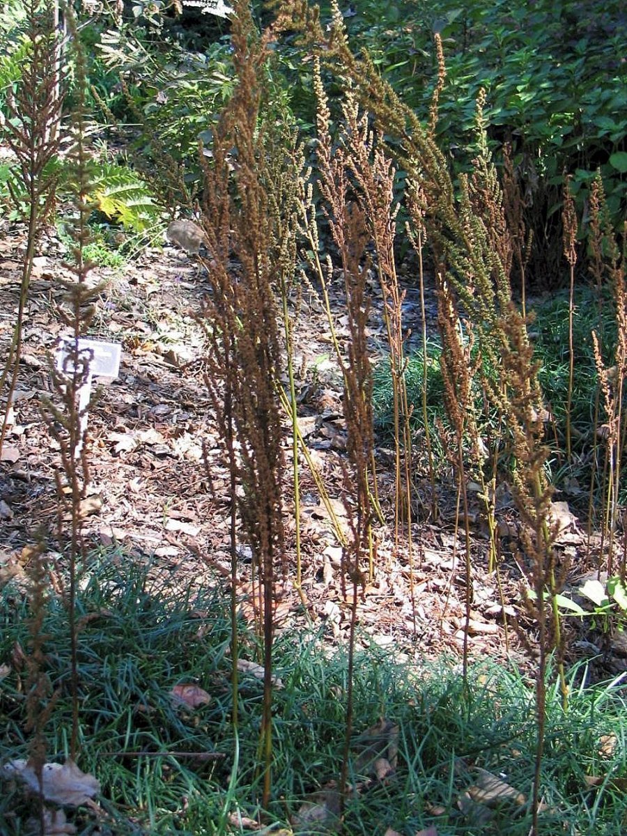 Астильба китайская - фото 9