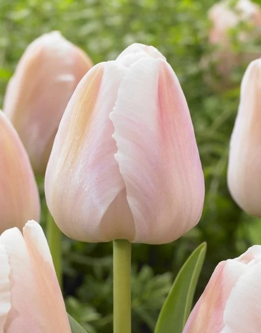 Тюльпан дарвинов гибрид Априкот Прайд