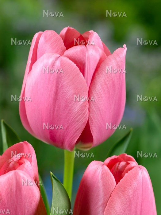 Тюльпан дарвинов гибрид Биг Лав