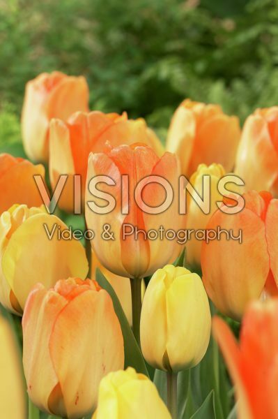 Тюльпан дарвинов гибрид Дэйдрим