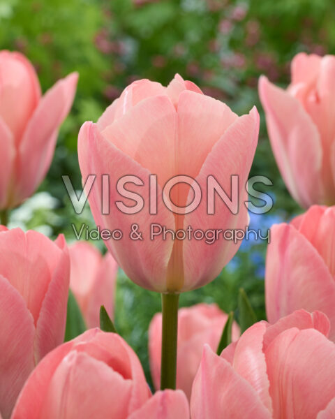 Тюльпан дарвинов гибрид Мистик Ван Эйк