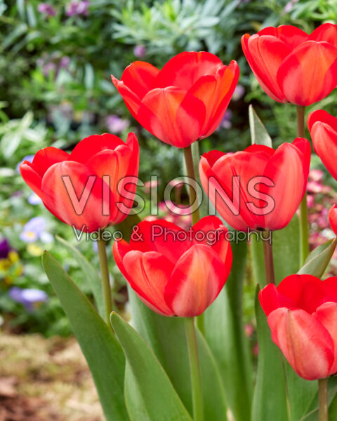 Тюльпан дарвинов гибрид Ред Импрешн