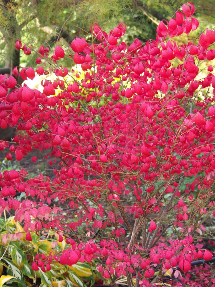 Бересклет крылатый - фото 5