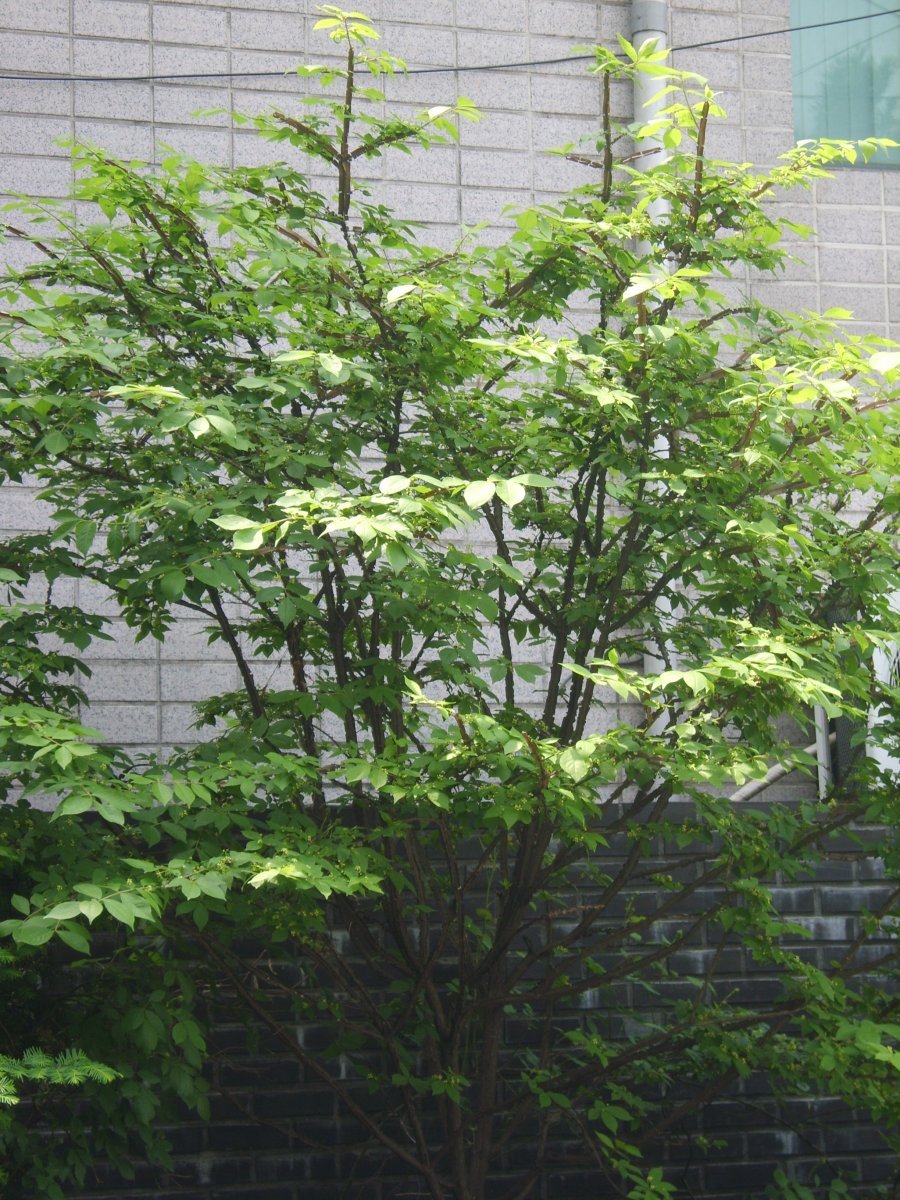 Бересклет крылатый - фото 11