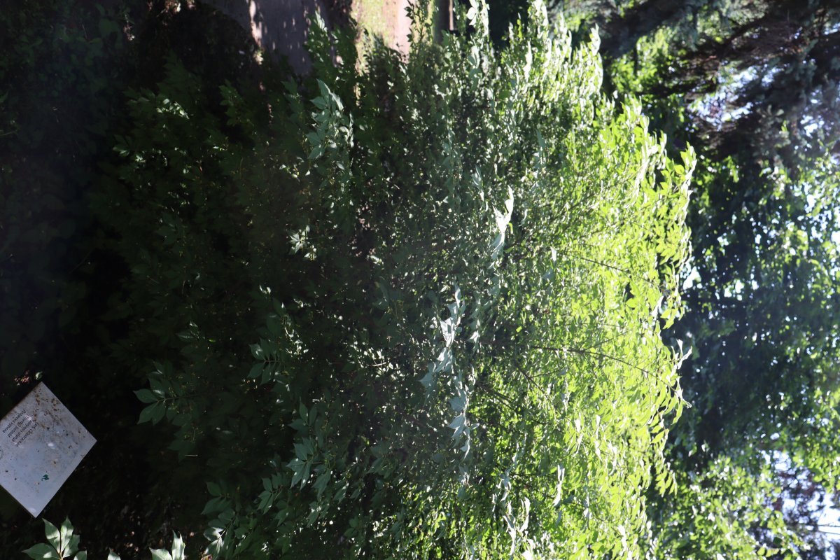 Бересклет крылатый - фото 9