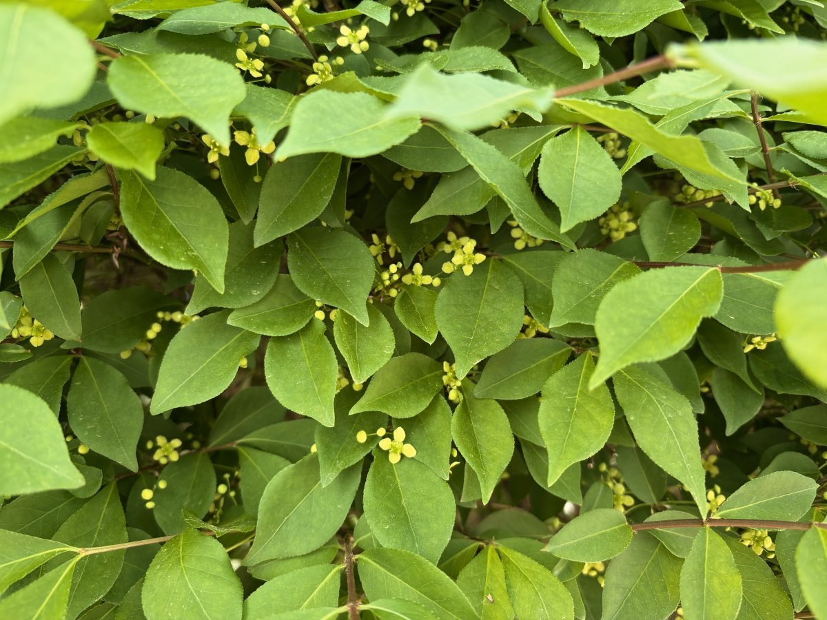 Бересклет крылатый - фото 7