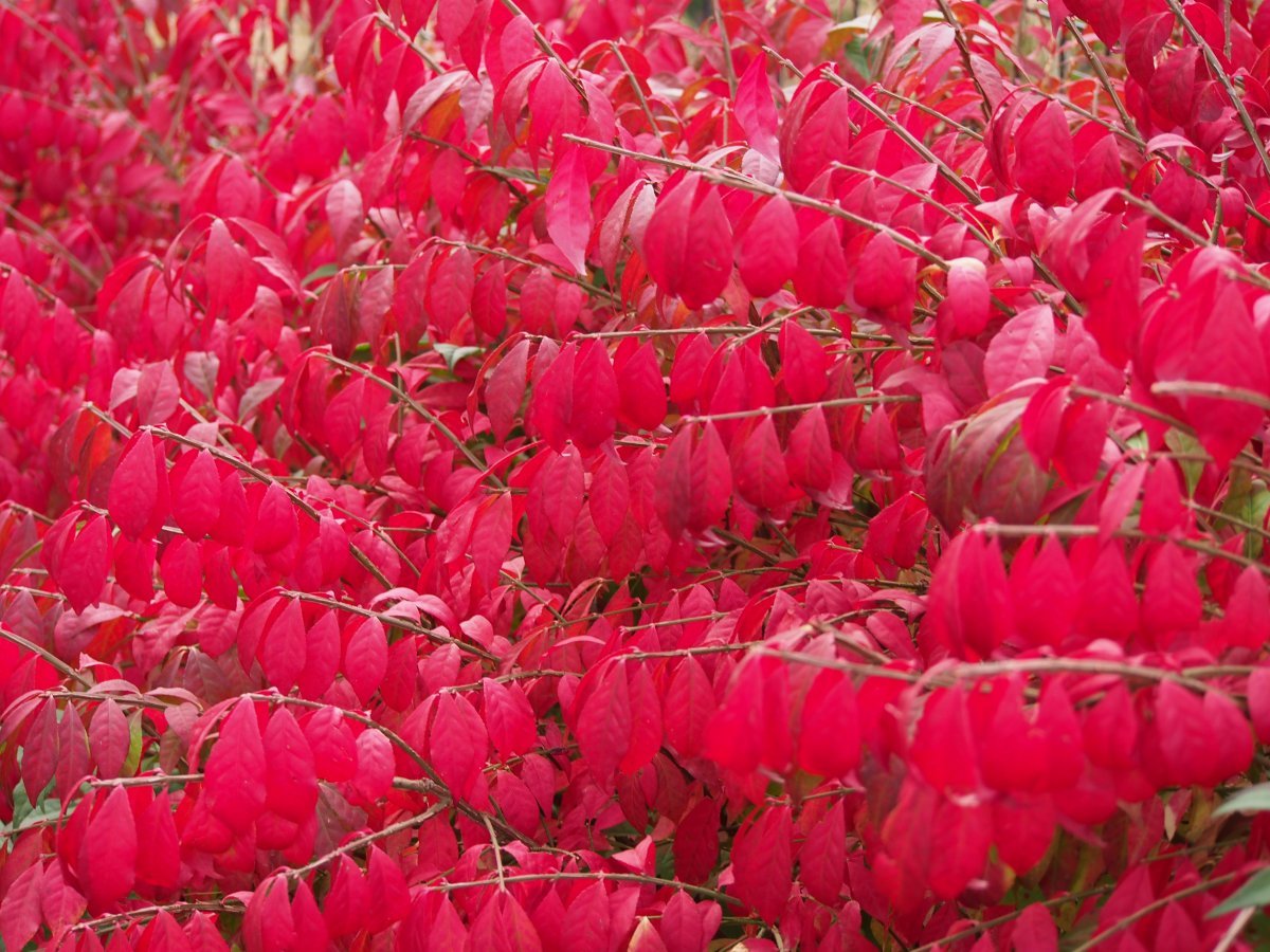 Бересклет крылатый - фото 4