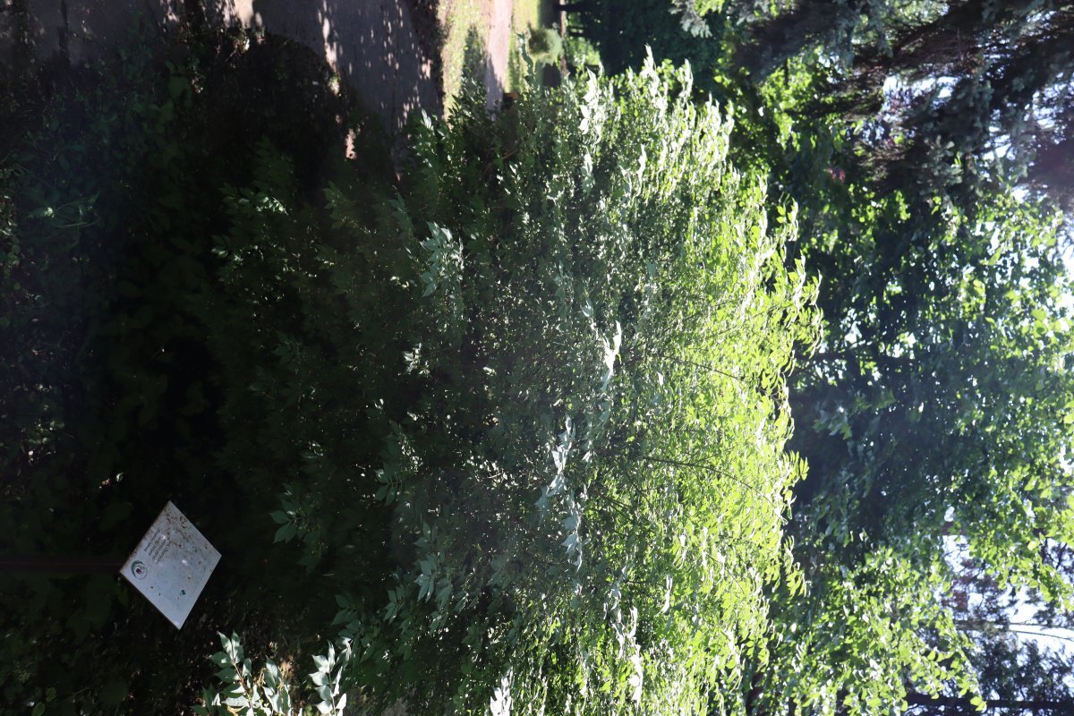 Бересклет крылатый - фото 8