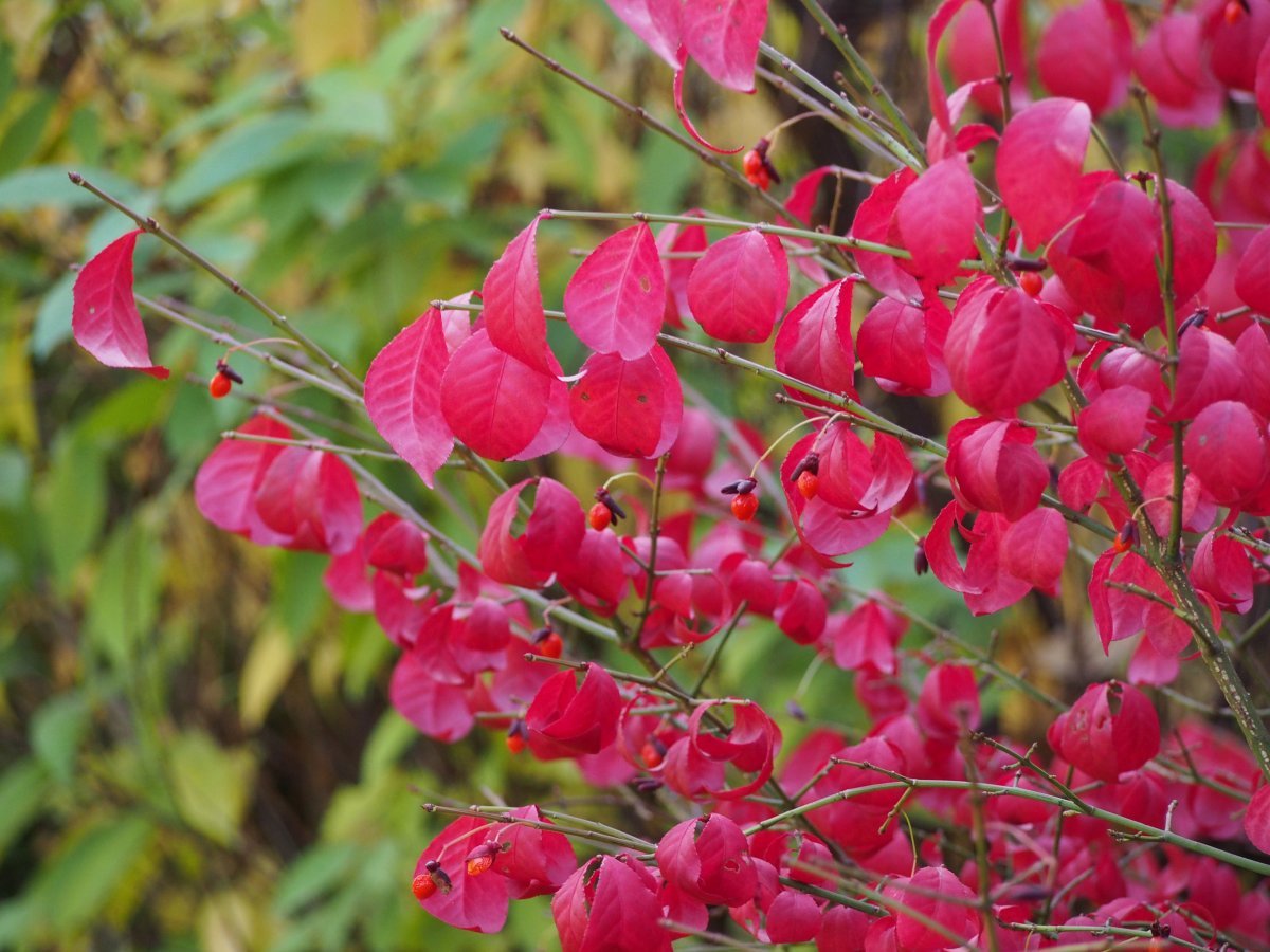 Бересклет крылатый - фото 6