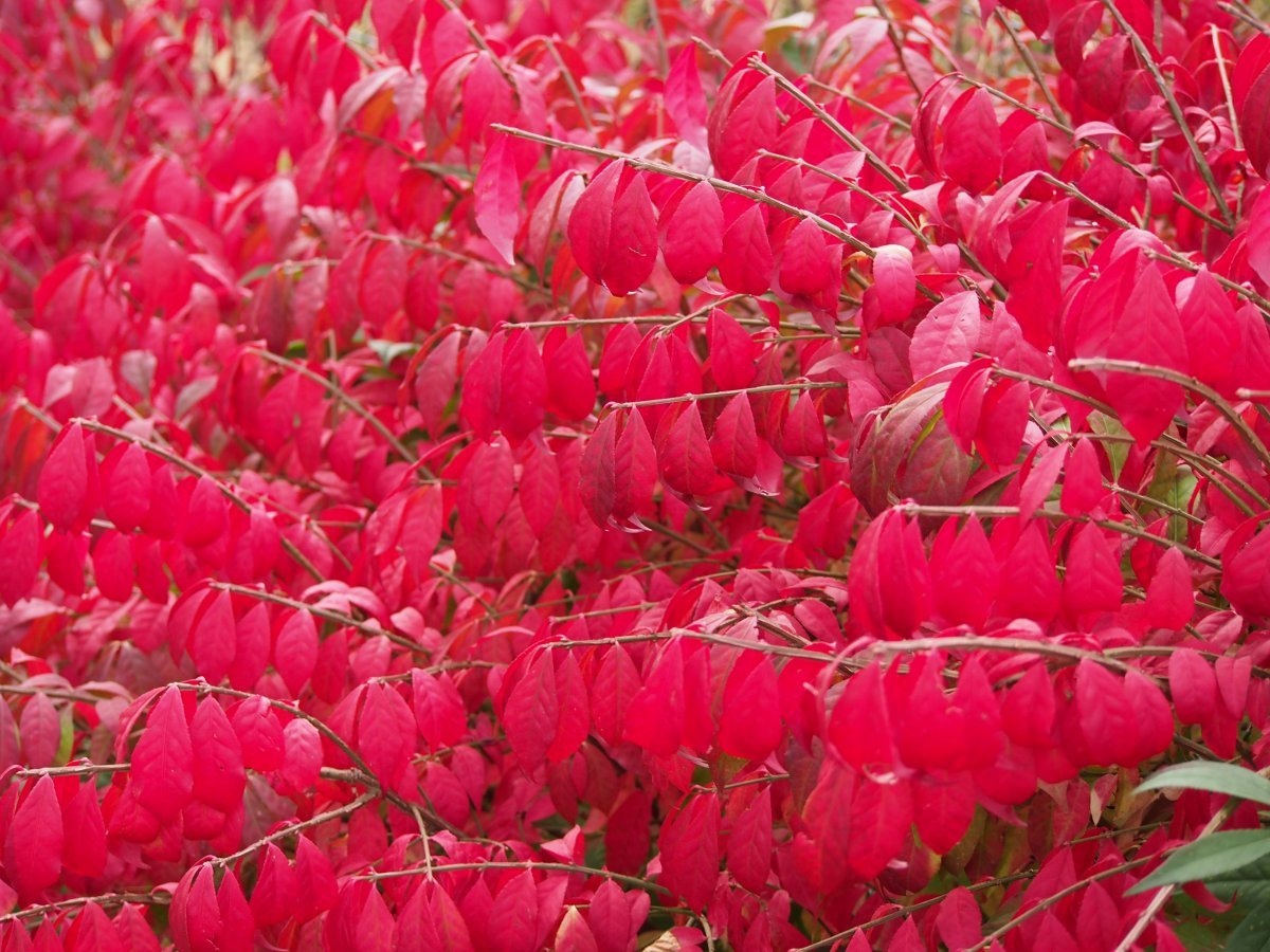 Бересклет крылатый - фото 3