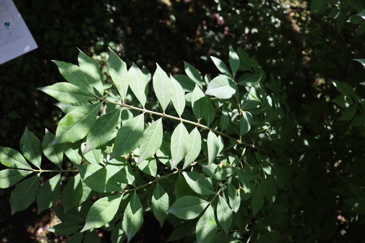 Бересклет крылатый - фото 10