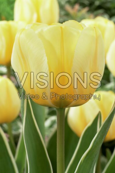 Тюльпан дарвинов гибрид Яап Грот