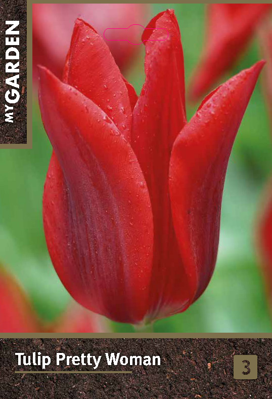 Тюльпан лилиецветный Притти Вуман