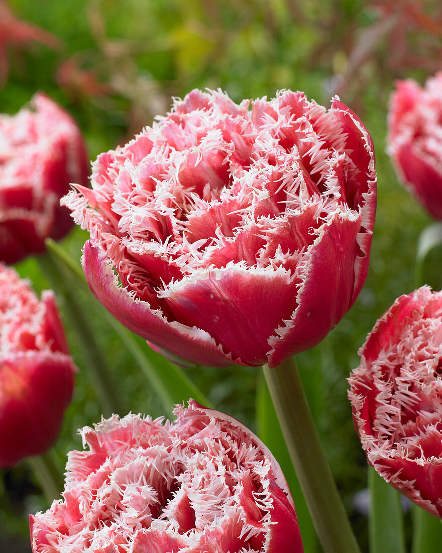 Тюльпан махровый бахромчатый Брест