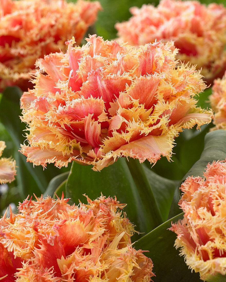 Тюльпан махровый бахромчатый Брисбан