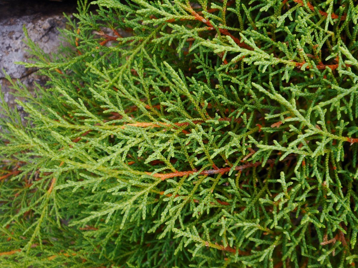 Микробиота перекрестнопарная - фото 3