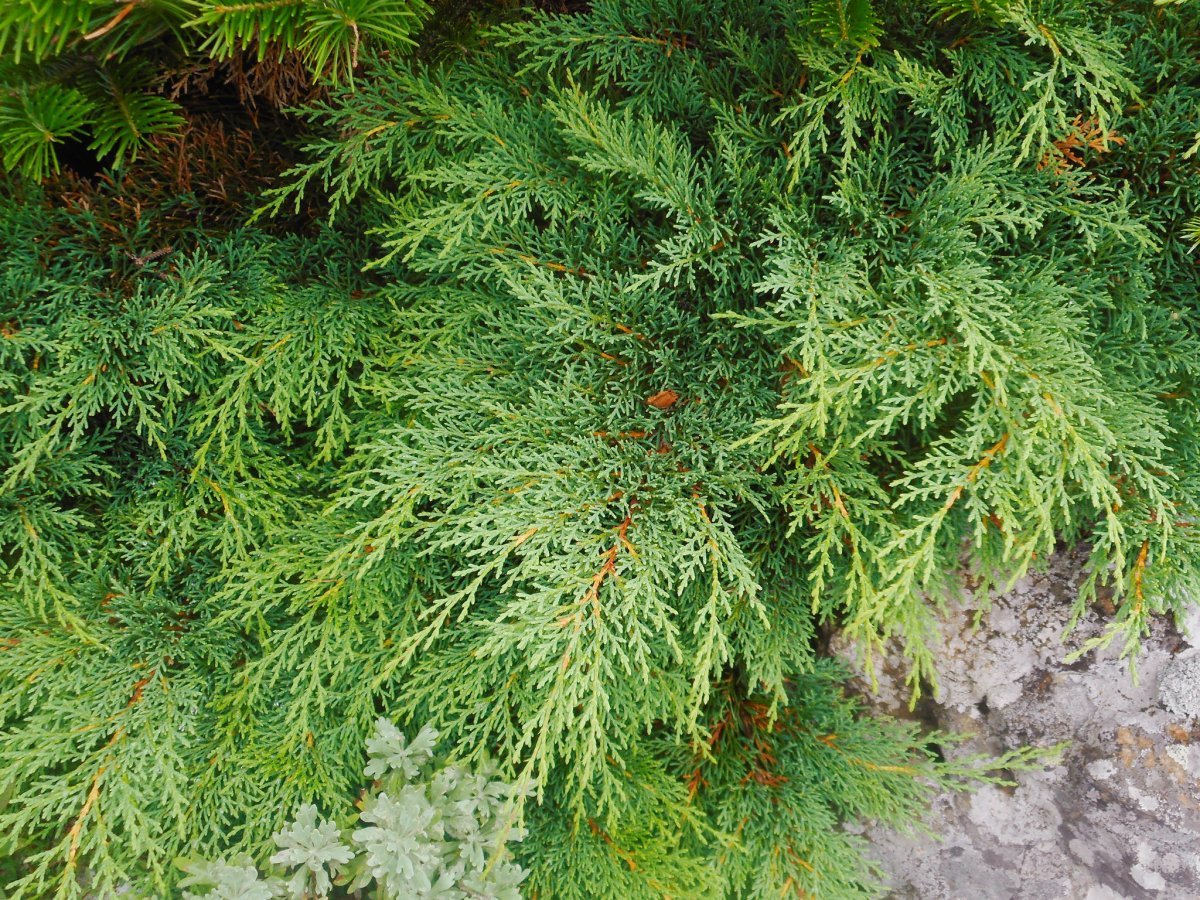 Микробиота перекрестнопарная - фото 5