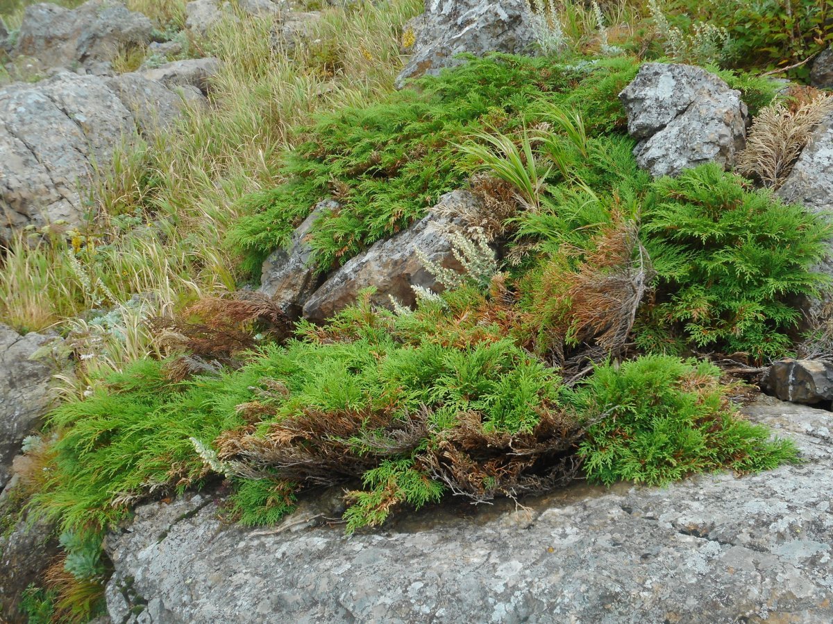 Микробиота перекрестнопарная