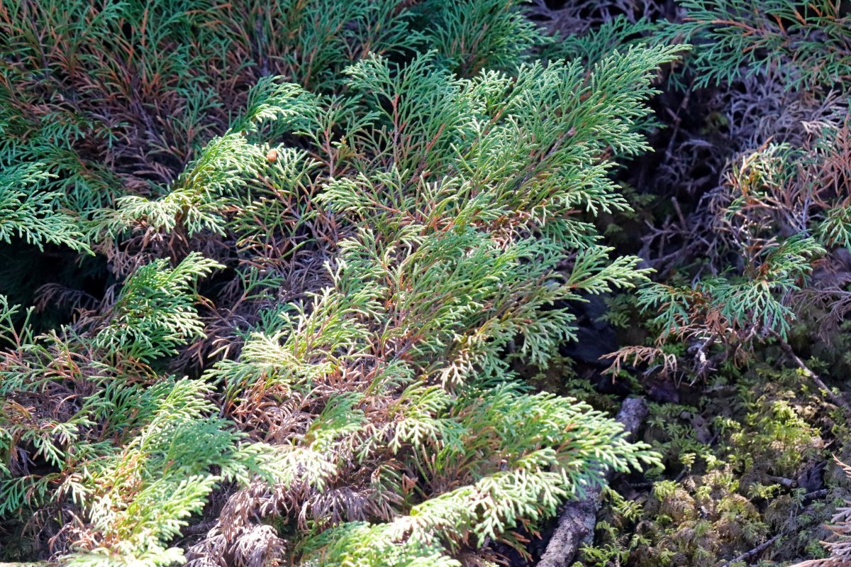 Микробиота перекрестнопарная - фото 8