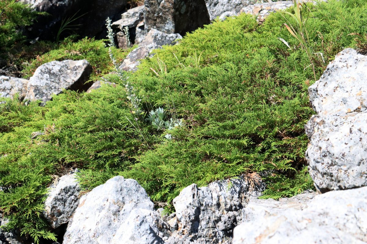 Микробиота перекрестнопарная - фото 6