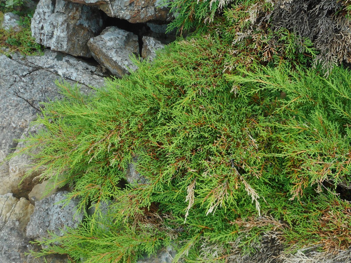 Микробиота перекрестнопарная - фото 4