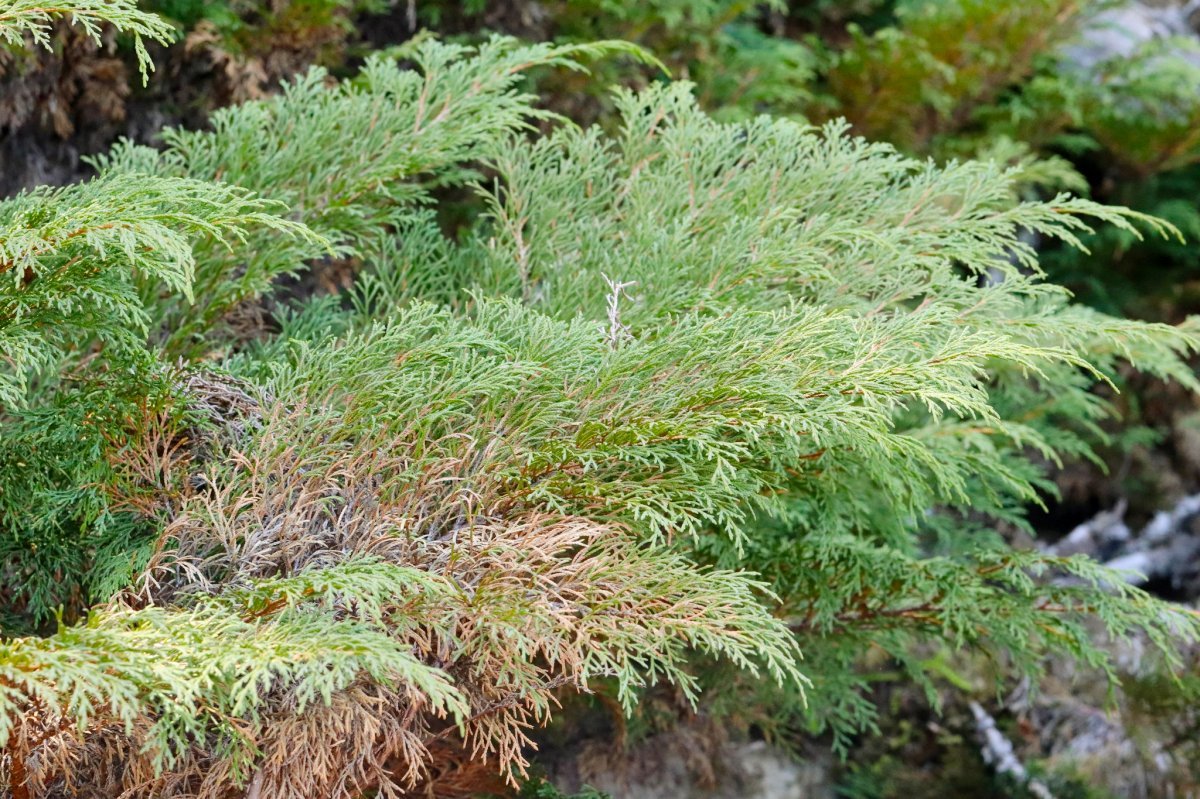 Микробиота перекрестнопарная - фото 9