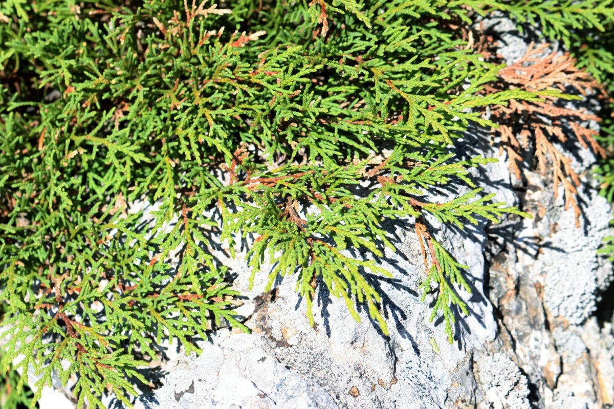 Микробиота перекрестнопарная - фото 7