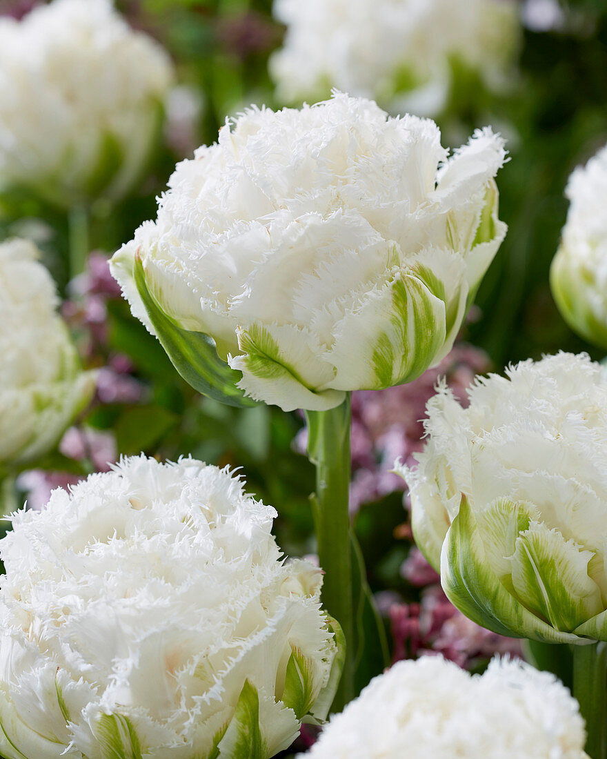 Тюльпан махровый бахромчатый Сноу Кристал