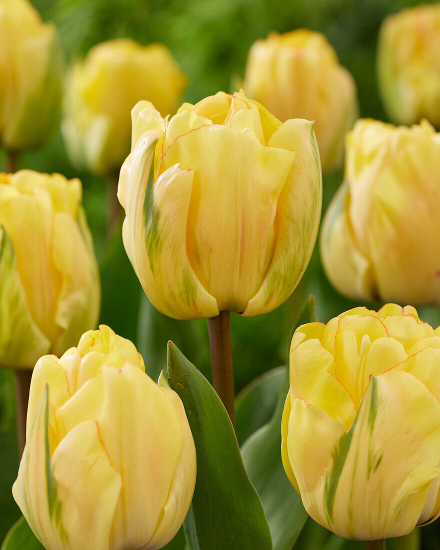 Тюльпан махровый поздний Акебоно