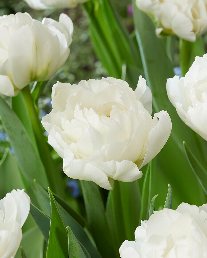 Тюльпан махровый поздний Ап Уайт