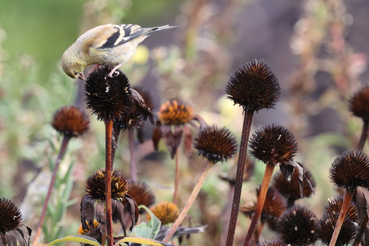 Эхинацея пурпурная - фото 10