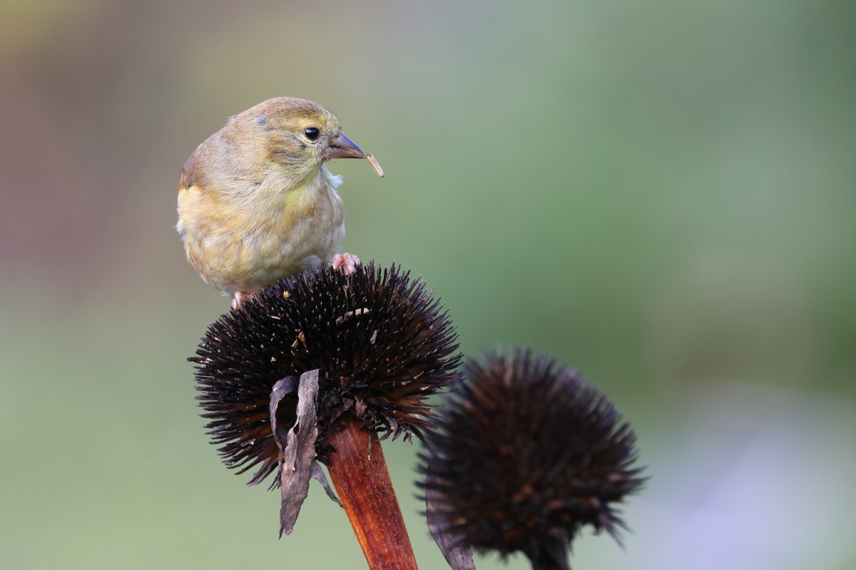 Эхинацея пурпурная - фото 8