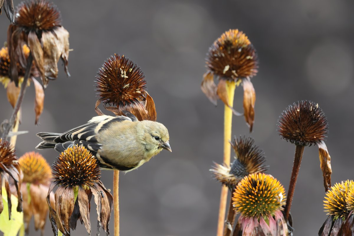 Эхинацея пурпурная - фото 11
