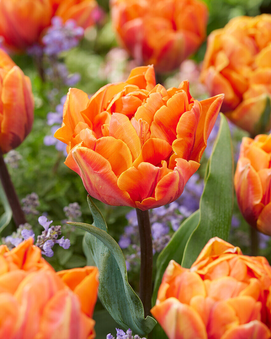 Тюльпан махровый поздний Оранж Принцесс