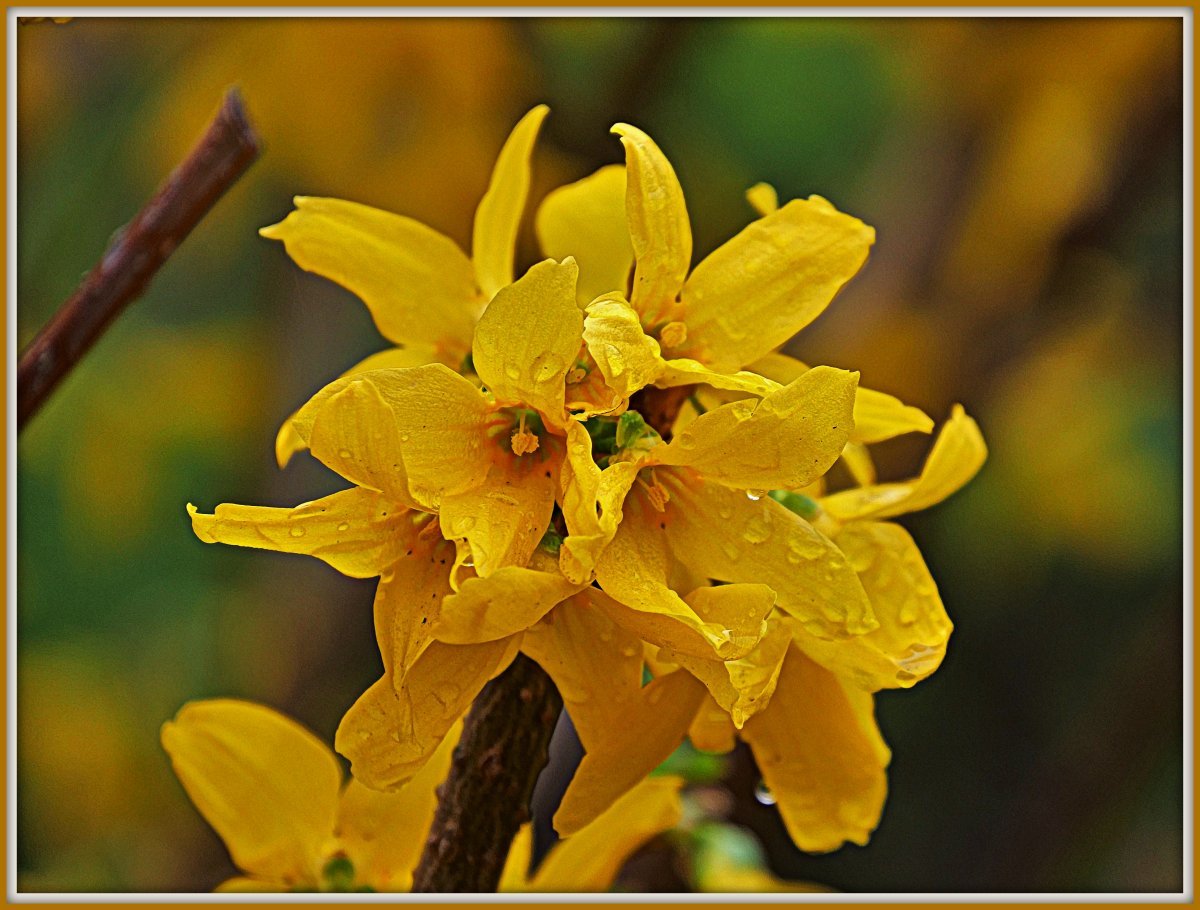 Форзиция промежуточная - фото 9